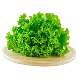 Alface Crespa Hidropônica