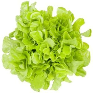 Alface Mimosa Hidropônica
